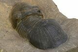 Paralejurus Trilobite Fossil - Atchana, Morocco #312796-4